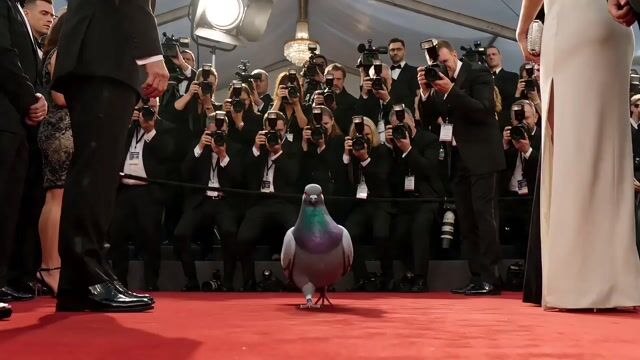 Glam-Comedy Pigeon Fashion Short